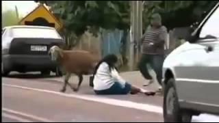 Баран за людьми гоняется