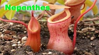 Nepenthes: Descripción y Cuidados | Plantas Carnívoras