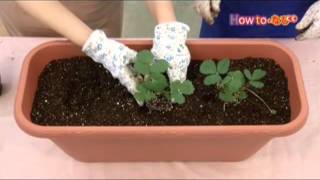 イチゴの育て方【コメリHowtoなび】