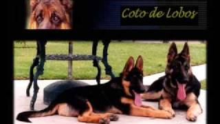 Como Educar UN Perro Pastor Alemán