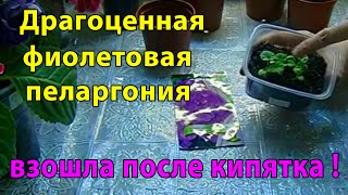 Драгоценная ФИОЛЕТОВАЯ ПЕЛАРГОНИЯ подросла после кипятка  !!!! Удивительно ?
