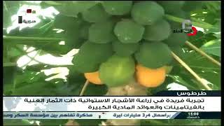 تجربة ناجحة لزراعة الفواكه الإستوائية في المنطقة الساحلية في #طرطوس