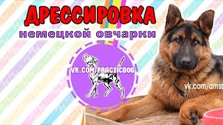 Дрессировка собак Кузнецк | Пенза | немецкая овчарка щенок