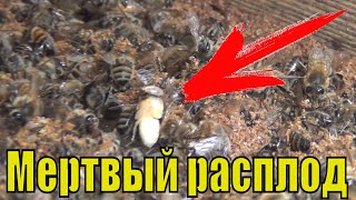 Пчелы выбрасывают расплод который вывелся в январе  Осмотр пчел зимой