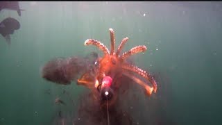 Squid Smashing the Breaden Kishu Plum jig!