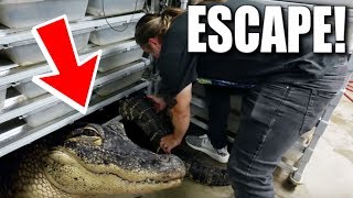 BIG ALLIGATOR ESCAPES!! HUGE ISSUES GETTING HIM BACK!! | BRIAN BARCZYK