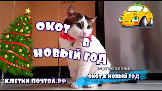Окот в Новый Год. Клетки Почтой .