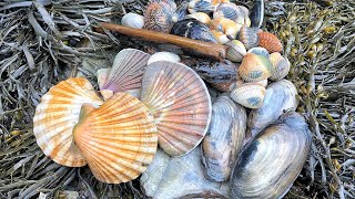 Coastal Foraging - Scallops, Cockles, Clams and Mussels Beach Cook Up