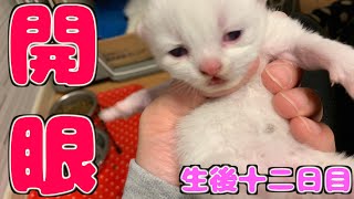 生後12日目！子猫の目が開いたらかわいさがさらに増すなんて...【子猫の成長日記 #12】