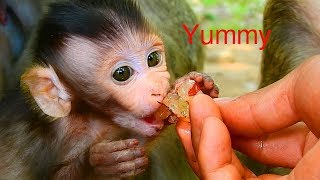 Small girl Maci? much enjoy grab fruit? from camera man / Monkey Post