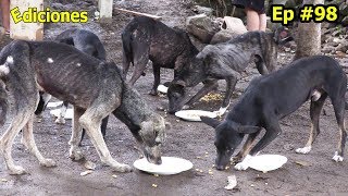 Sandra #98 el lugar más poblado de perros ellos también disfrutaron en carneada - Ediciones Mendoza