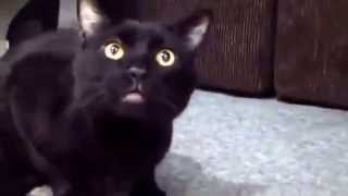 The singing cat. Поющий кот. Эти смешные кошки. Fanny cats