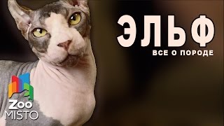 Эльф - Все о породе
