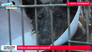 Собака обожженная кислотой