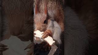 Толстая ест сушёный гриб / Tolstaya eats a dried mushroom