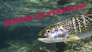Форель на кукурузу!