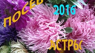 ПОСЕВ Астры на рассаду 11 апреля 2016 год