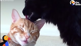 Cole and Marmalade: Rescue Cats Help Save Lives | The Dodo