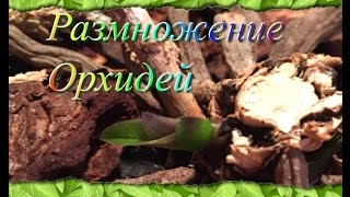 Размножение орхидей