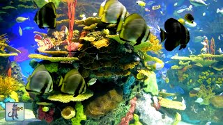2 Hours of Beautiful Coral Reef Fish, Relaxing Ocean Fish, Aquarium Fish Tank & Relax Music 1080p HD