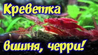Креветки вишни, черри, размножение, содержание, кормление и совместимость с рыбами в аквариуме!
