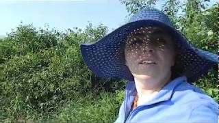 Куда хочется на лето моей Элечке.В огороде не покладая рук.