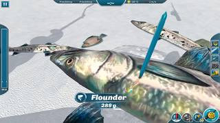 Ice Lakes - 20kg Barracuda! (Barracuda Free Fishing)