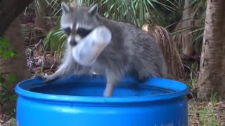 ТОП 5 Лучшие видео с енотами 8. Милый енотик ест.