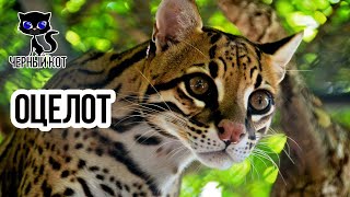 Оцелот - хищная американская кошка / Интересные факты о кошках