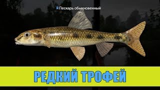 Второй редкий трофей - пескарь на Вьюнке
