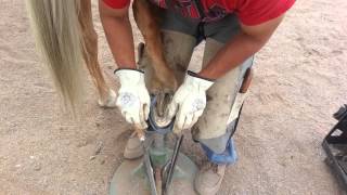Follow up shoeing on Palomino horse