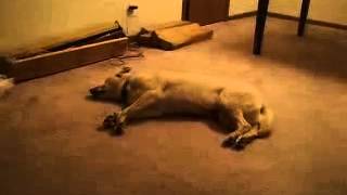 funny dog! Собака быстро бежака! Сон)ахаха! Очень смешно!