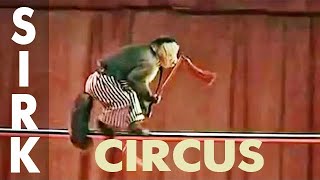 Funny jokes with monkeys in circus