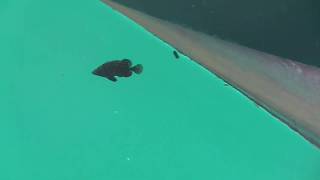 舟底に隠れているのはイシガキダイ仔魚？