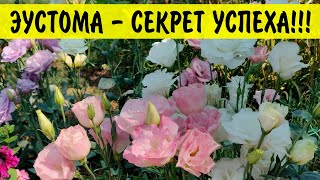 Эустома от А до Я - подробная инструкция по выращиванию эустомы, уход.