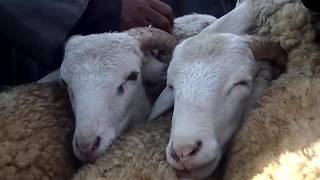 اسعار الكبش والخروف ليوم : 18 12 2019 سوق المواشي ولاية الجلفة Prices of ram and sheep in the cattle