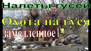 ОХОТА НА ГУСЯ. Налеты гусей. Замедленное 1.