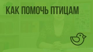 Как помочь птицам. Видеоурок по окружающему миру 1 класс