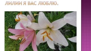 Лилии,Хранение.