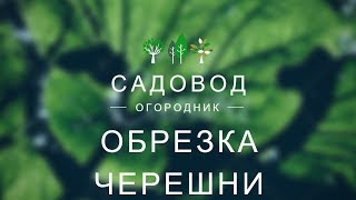 Обрезка черешни