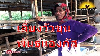 เลี้ยงวัวขุน พันธุ์แองกัส ซื้อขายวัวขุน กับสหกรณ์การเกษตรหนองสูง