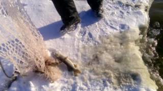 Ханты-Мансийск. Осеняя, зимняя рыбалка руками и сачком щуку.