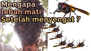 Manusia lebah tidak di sengat | Lebah akan mati setelah menyengat