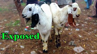 Sahiwal Bakra Mandi Ki New Video - Rates Tu Check Karna Banta Hai ??  12/24/2019