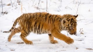 Оставшийся без матери истощенный тигренок пришел к людям в Приморье