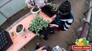 Прививка арбуза на тыкву 06 05 20015