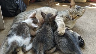 ADORABLE MOM AND KITTEN ENJOY THEY LIFE