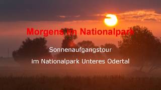 Morgens im Nationalpark Unteres Odertal