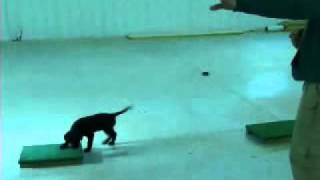 8 week old Lab Puppy doing casting Drill !