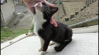 公園に着くと、人懐っこく急成長したハチワレ野良子猫が積極的に出迎えてくれた！